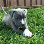 kingbronx_amstaff-20240411-0001